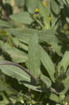 Firewheel <BR>Indian Blanket